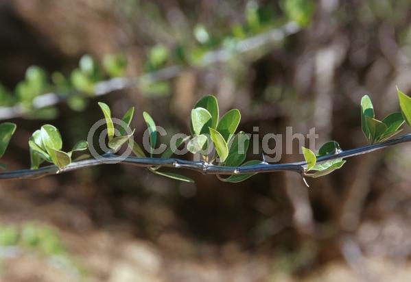 Red blooms; Deciduous; North American Native