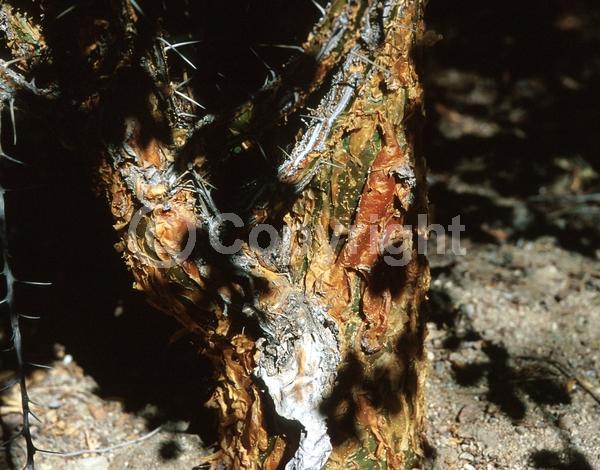 Red blooms; Deciduous; North American Native