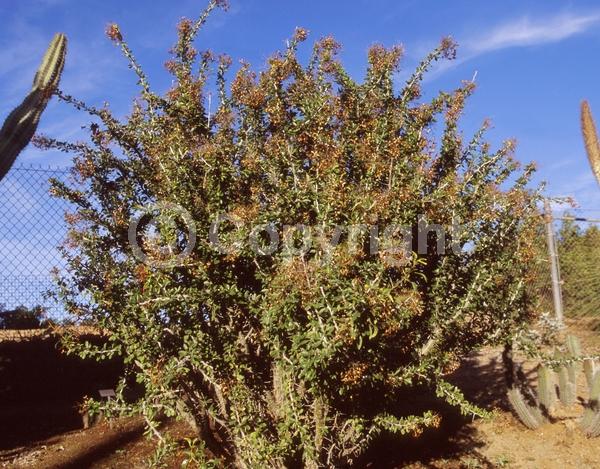Red blooms; Deciduous; North American Native
