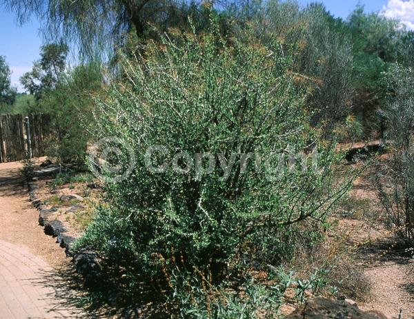 Red blooms; Deciduous; North American Native