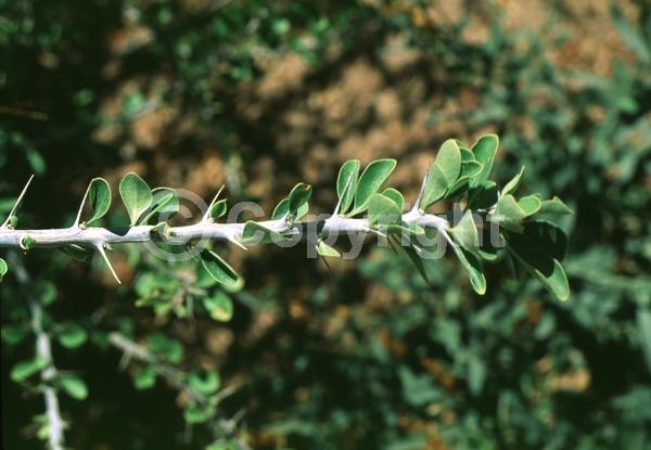 Red blooms; Deciduous; North American Native