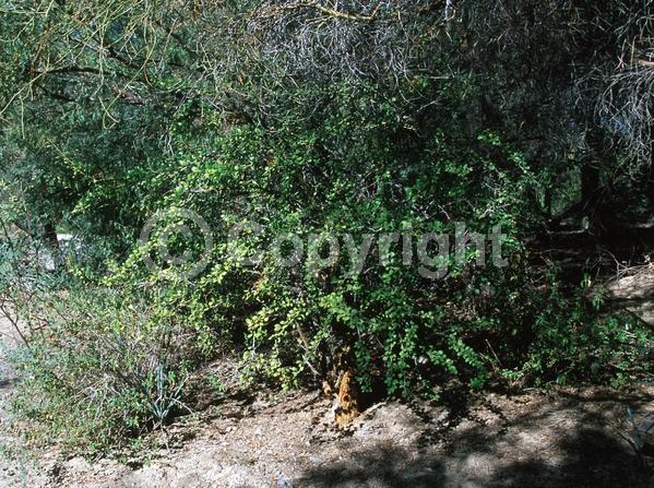 Red blooms; Deciduous; North American Native