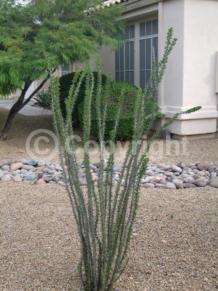 Red blooms; Deciduous; North American Native