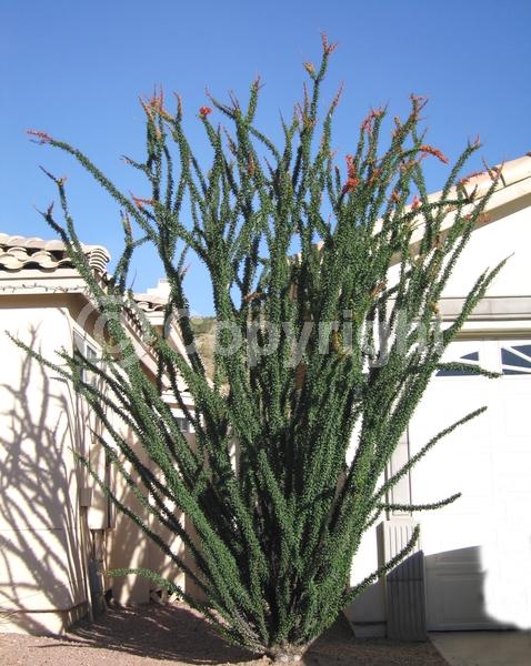 Red blooms; Deciduous; North American Native