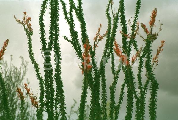 Red blooms; Deciduous; North American Native