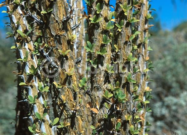 Red blooms; Deciduous; North American Native