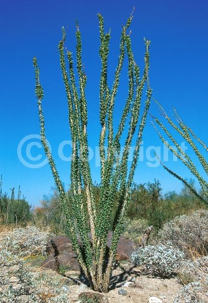Red blooms; Deciduous; North American Native