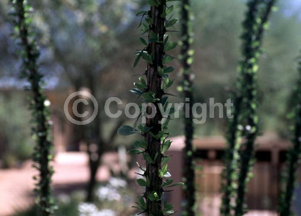 Red blooms; Deciduous; North American Native