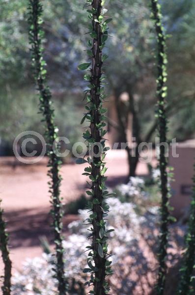 Red blooms; Deciduous; North American Native