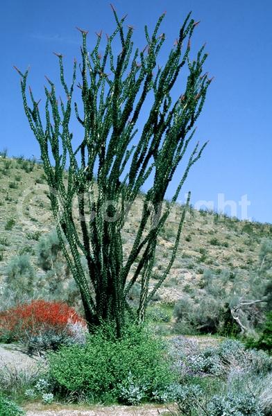 Red blooms; Deciduous; North American Native