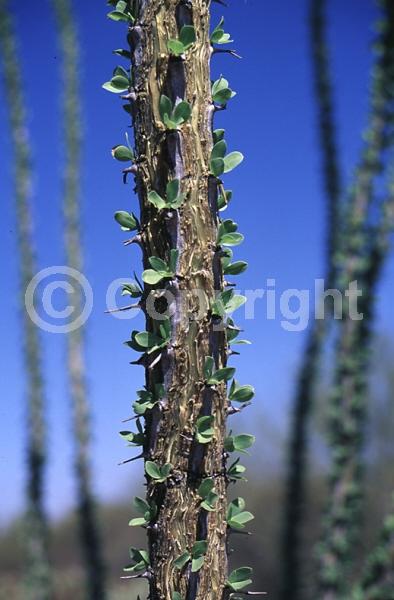 Red blooms; Deciduous; North American Native