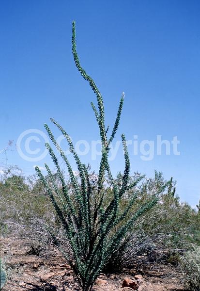 Red blooms; Deciduous; North American Native