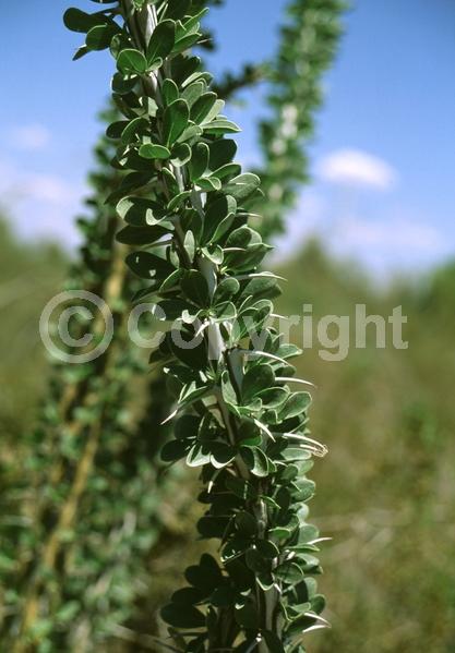 Red blooms; Deciduous; North American Native