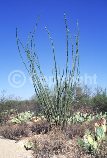 Red blooms; Deciduous; North American Native