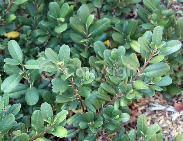 Yellow blooms; Evergreen; Needles or needle-like leaf; North American Native
