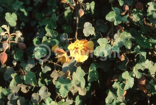 Yellow blooms; Evergreen; North American Native