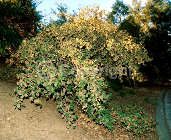 Yellow blooms; Evergreen; North American Native