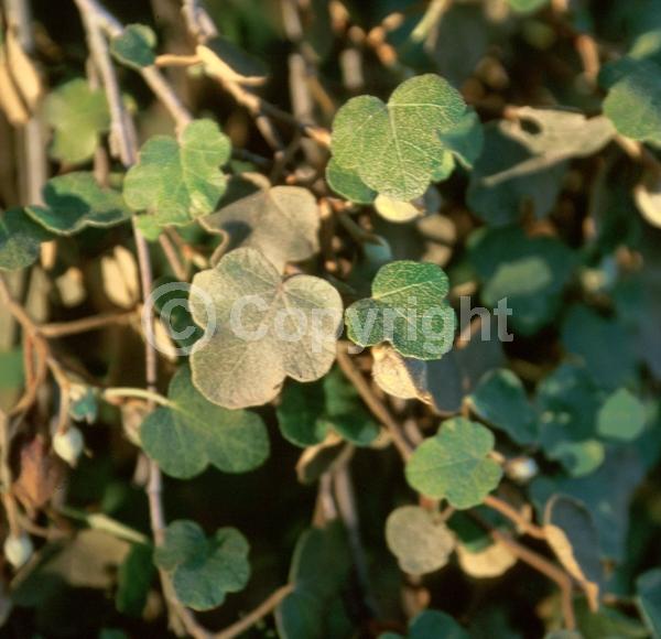 Yellow blooms; Evergreen; North American Native