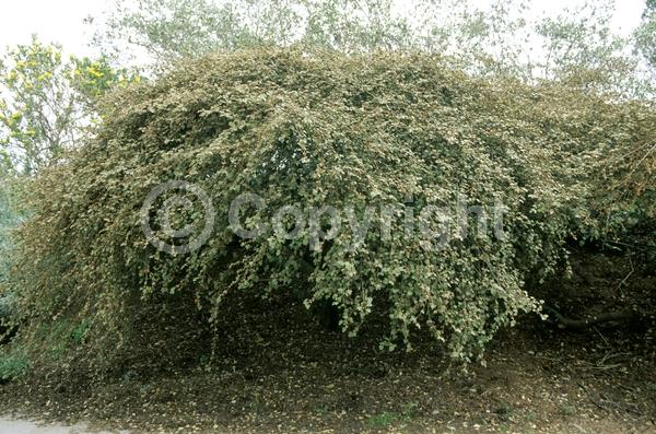 Yellow blooms; Evergreen; North American Native