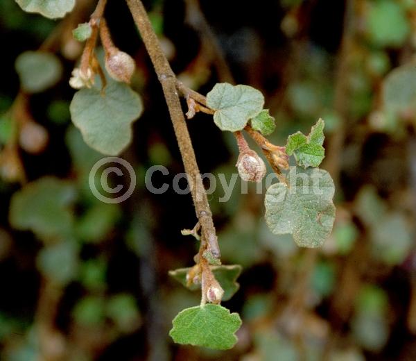 Yellow blooms; Evergreen; North American Native