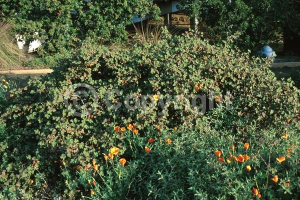 Yellow blooms; Evergreen; North American Native