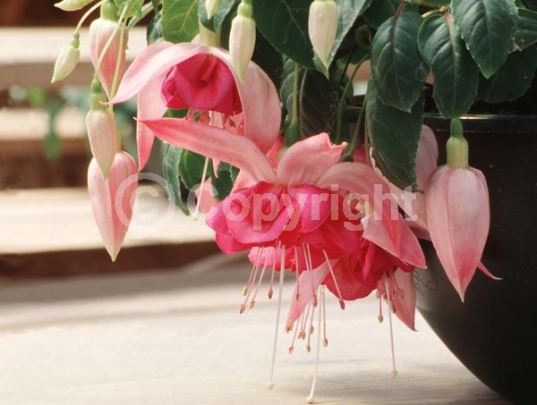 Pink blooms; Evergreen; Needles or needle-like leaf; North American Native