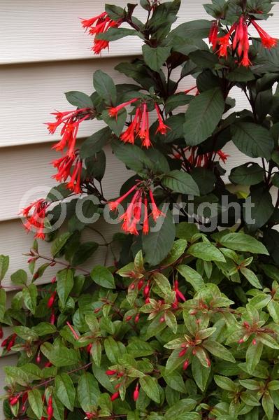 Red blooms; Salmon blooms; Evergreen; Broadleaf