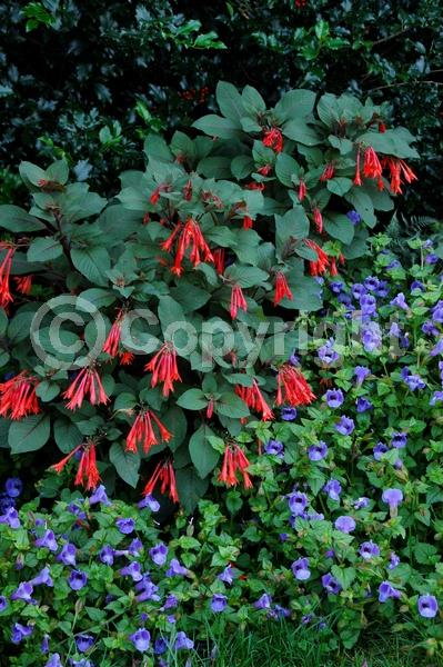 Red blooms; Salmon blooms; Evergreen; Broadleaf
