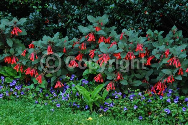 Red blooms; Salmon blooms; Evergreen; Broadleaf