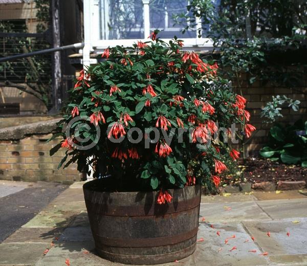 Red blooms; Salmon blooms; Evergreen; Broadleaf