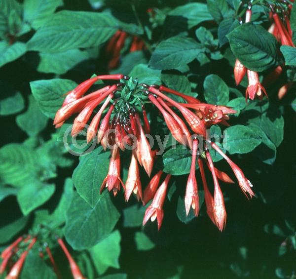 Red blooms; Salmon blooms; Evergreen; Broadleaf