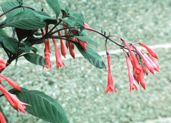Red blooms; Salmon blooms; Evergreen; Broadleaf