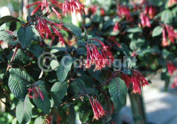 Red blooms; Salmon blooms; Evergreen; Broadleaf