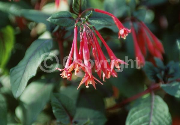 Red blooms; Salmon blooms; Evergreen; Broadleaf