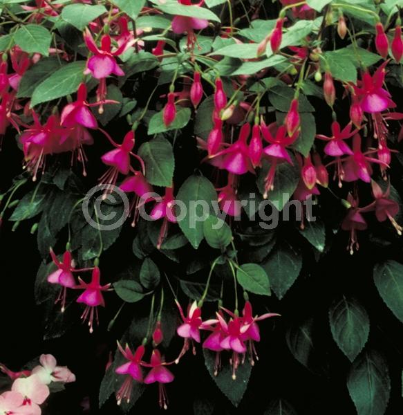 Pink blooms; North American Native