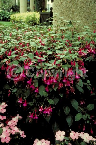 Pink blooms; North American Native
