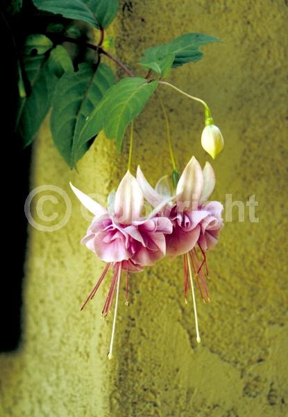 Pink blooms; North American Native