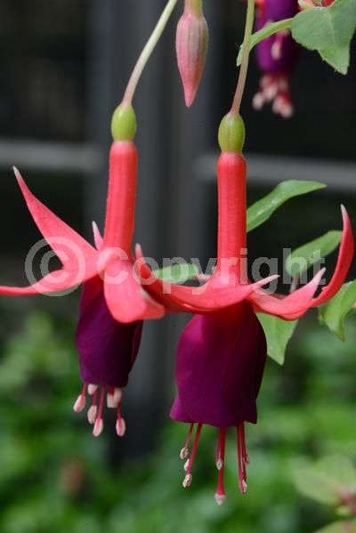 Red blooms; Orange blooms; Blue blooms; Purple blooms; White blooms; Pink blooms; Evergreen; Needles or needle-like leaf; 