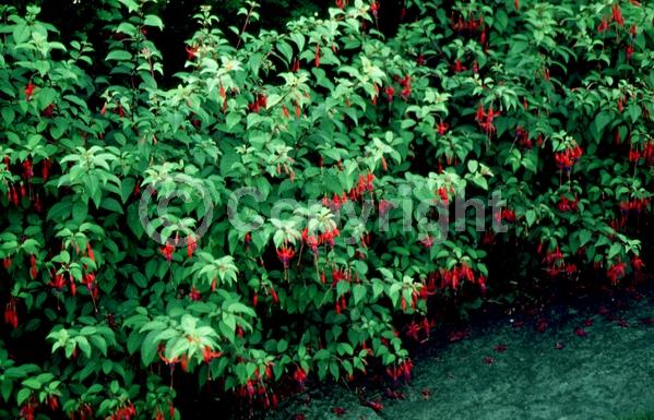 Red blooms; Orange blooms; Blue blooms; Purple blooms; White blooms; Pink blooms; Evergreen; Needles or needle-like leaf; 