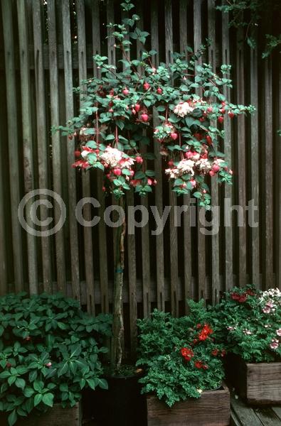 Red blooms; Orange blooms; Blue blooms; Purple blooms; White blooms; Pink blooms; Evergreen; Needles or needle-like leaf; 