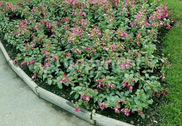 Red blooms; Orange blooms; Blue blooms; Purple blooms; White blooms; Pink blooms; Evergreen; Needles or needle-like leaf; 