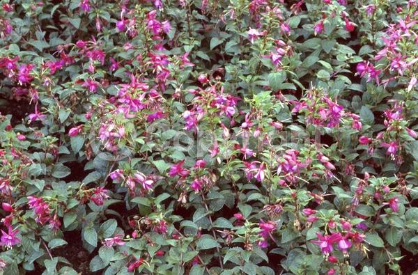 Red blooms; Orange blooms; Blue blooms; Purple blooms; White blooms; Pink blooms; Evergreen; Needles or needle-like leaf; 