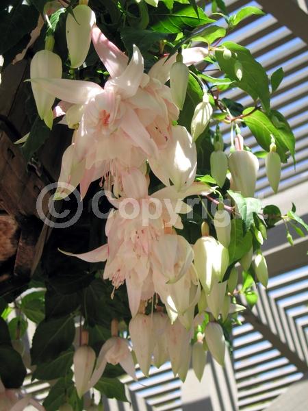 Red blooms; Orange blooms; Blue blooms; Purple blooms; White blooms; Pink blooms; Evergreen; Needles or needle-like leaf; 