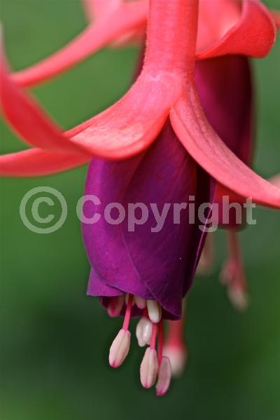 Red blooms; Orange blooms; Blue blooms; Purple blooms; White blooms; Pink blooms; Evergreen; Needles or needle-like leaf; 