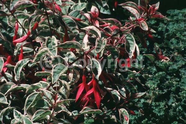 Red blooms; Purple blooms; Pink blooms; Evergreen; Needles or needle-like leaf; North American Native