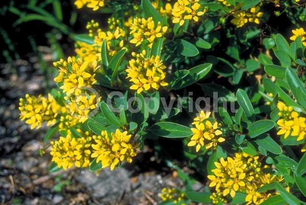 Yellow blooms; Evergreen; Needles or needle-like leaf; North American Native