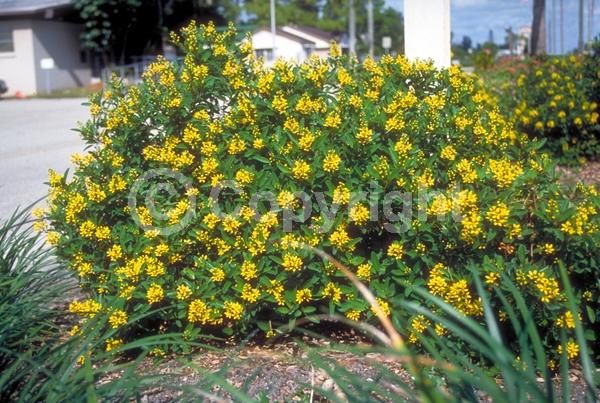 Yellow blooms; Evergreen; Needles or needle-like leaf; North American Native
