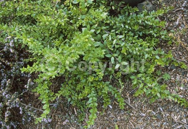 Red blooms; Evergreen; Broadleaf; North American Native