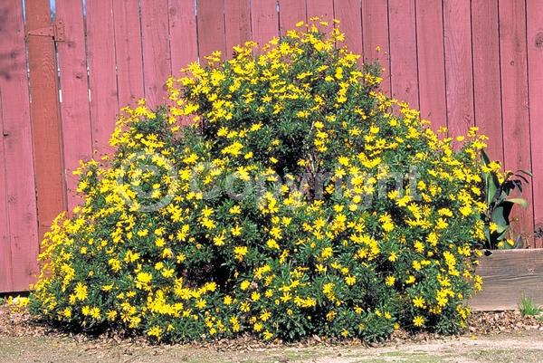 Yellow blooms; Evergreen; Needles or needle-like leaf