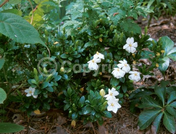 White blooms; Evergreen